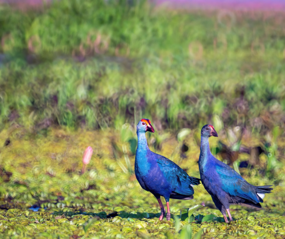 2 bright blue swamp hens