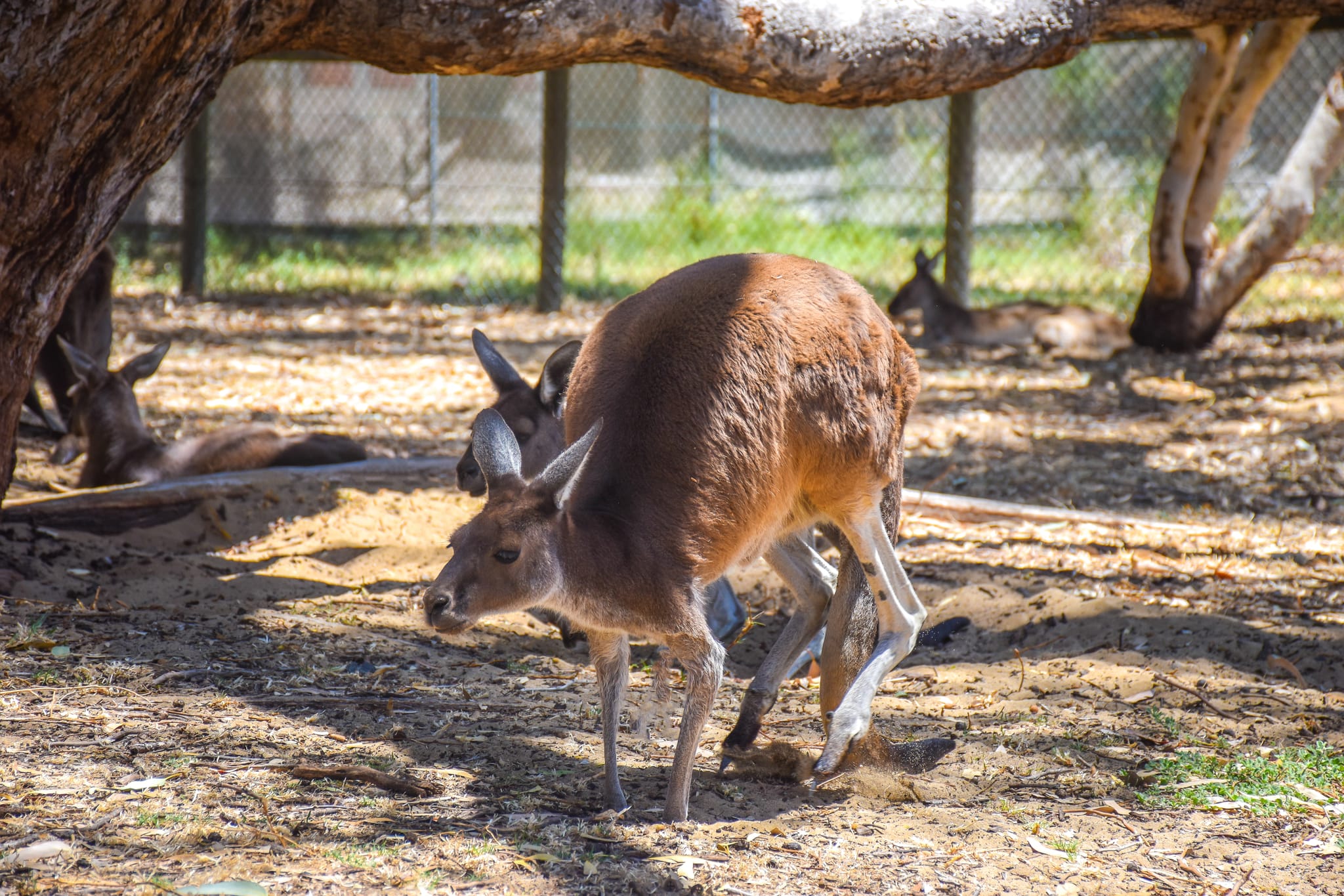 A kangaroo in a field