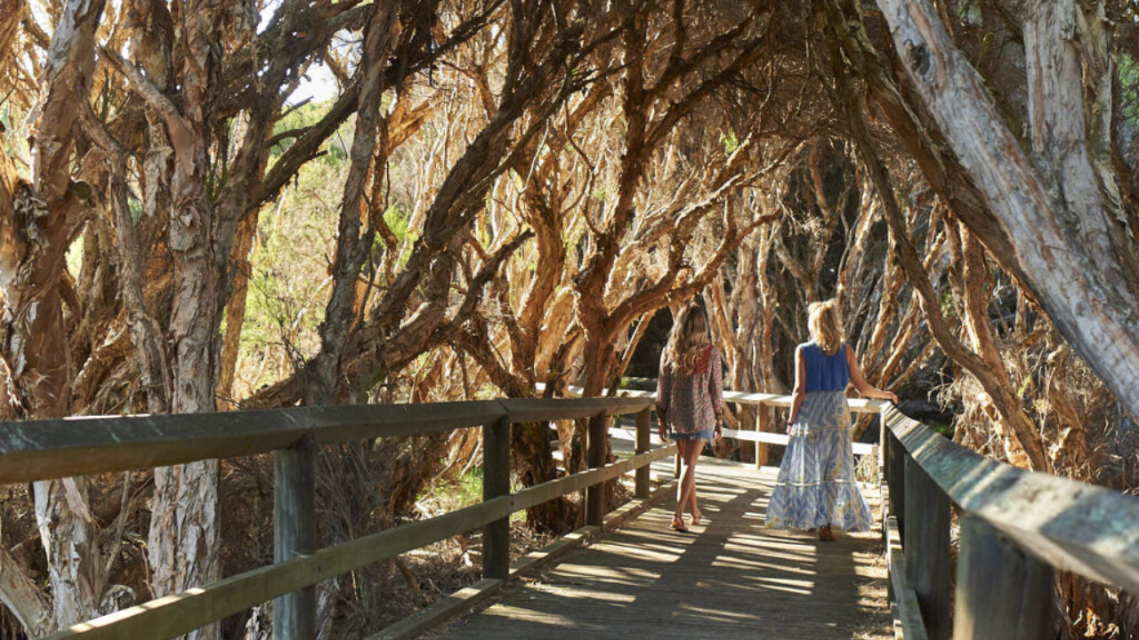 2 women walk on a boardwalk, surrounded by paperbark trees. 