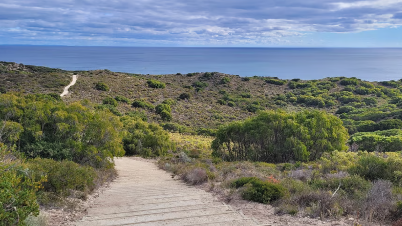 A path leading down the hill with bushland on either side, and the view of the ocean on the right hand side. 