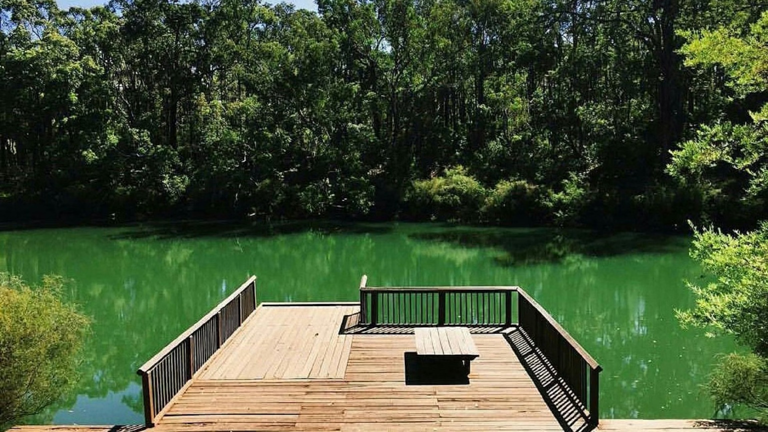 A wooden deck above a natural pool surrounded by tall native trees
