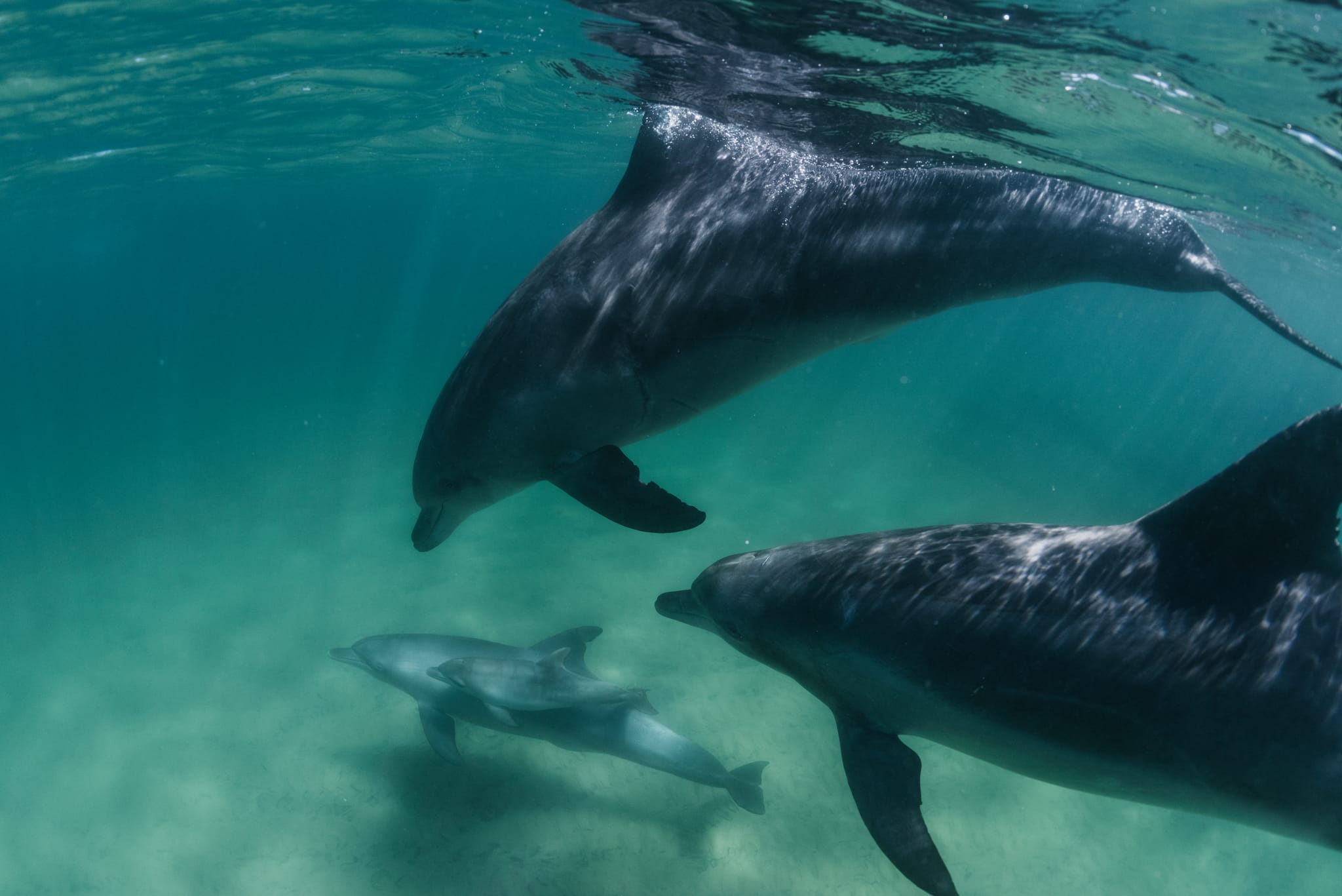 A pod of dolphins in the water