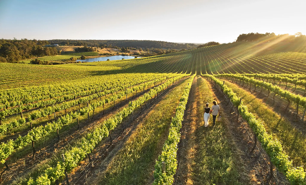 A drone image of a couple walking through the vines of a vineyard