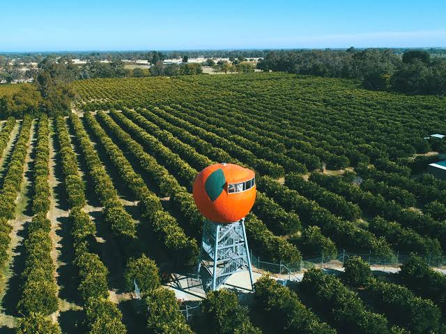 An aerial image of a green orchard with a large statue of a big orange in the middle.