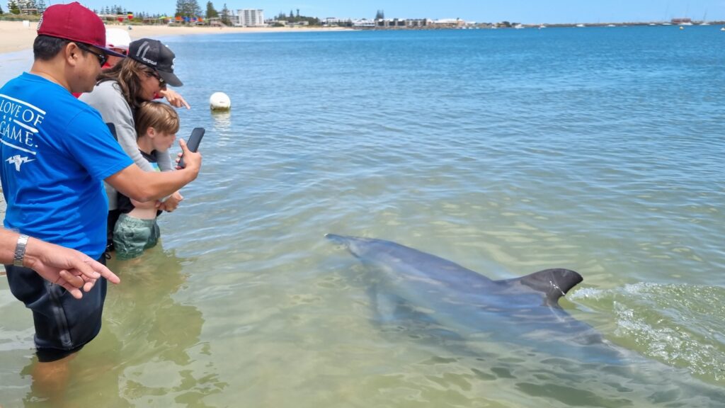 A man takes a photo while standing in the water in front of a wild dolphin while a mother and child looks on