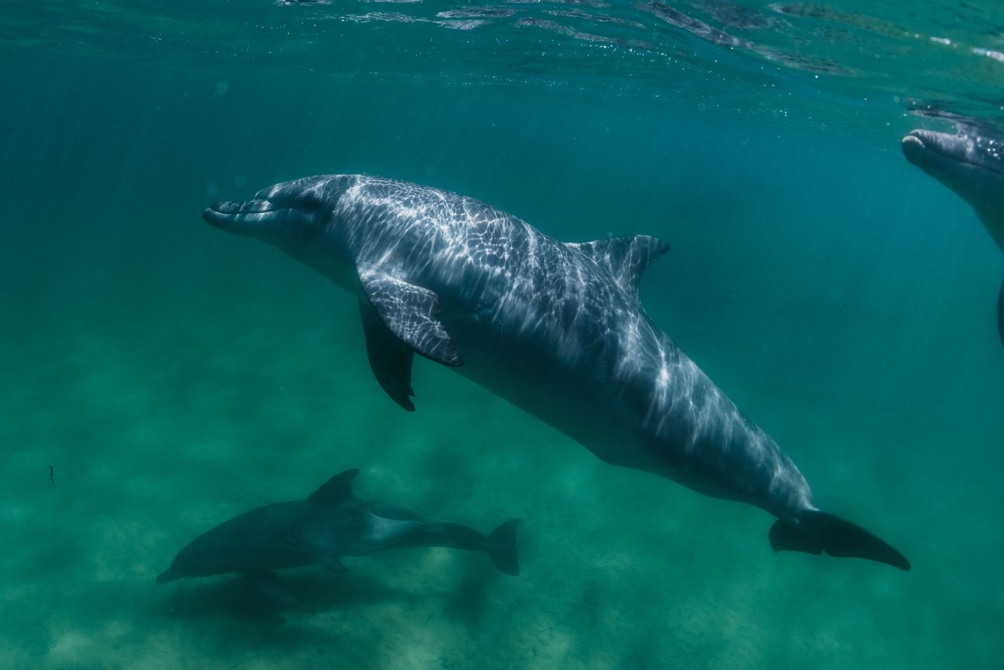 Wild bottlenose dolphins in Bunbury Koombana Bay swim in clear blue water