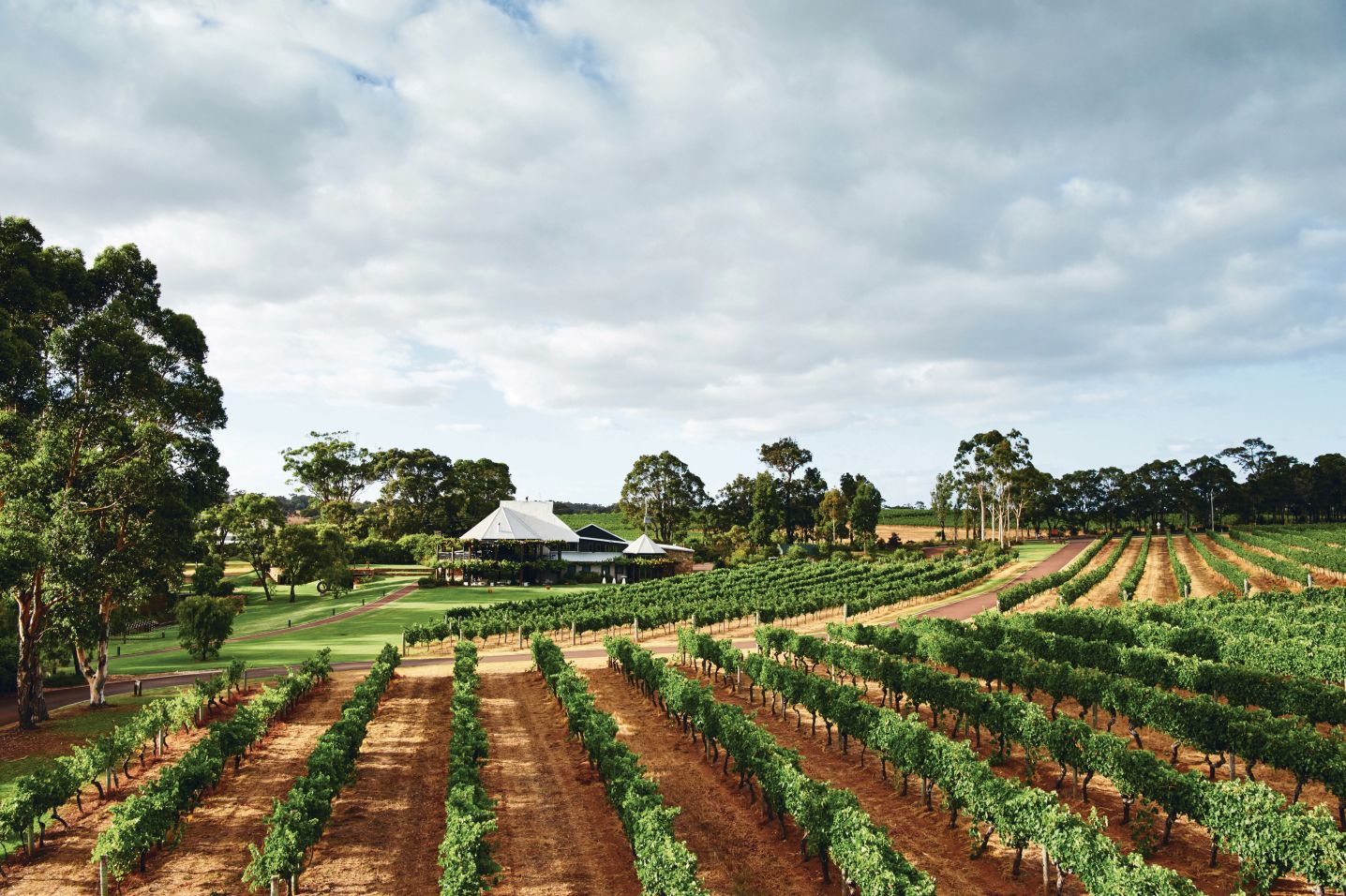 An image of a wimnery with ripening vines and a cellar door in the distance.