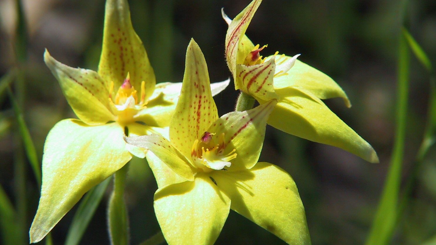 A group of three yellow orchids grouped together