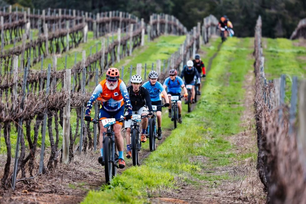 People on mountain bikes riding in a row along vines in a vineyard