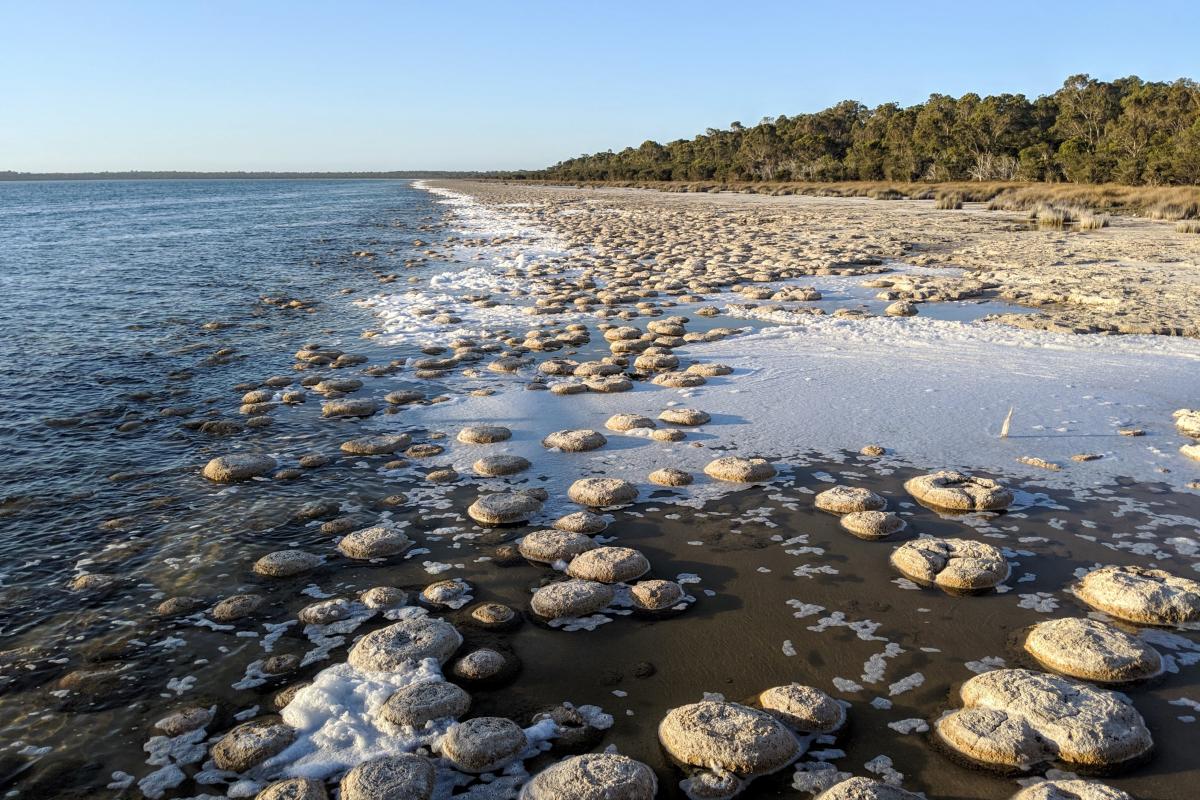 A beach made up of thrombolites.