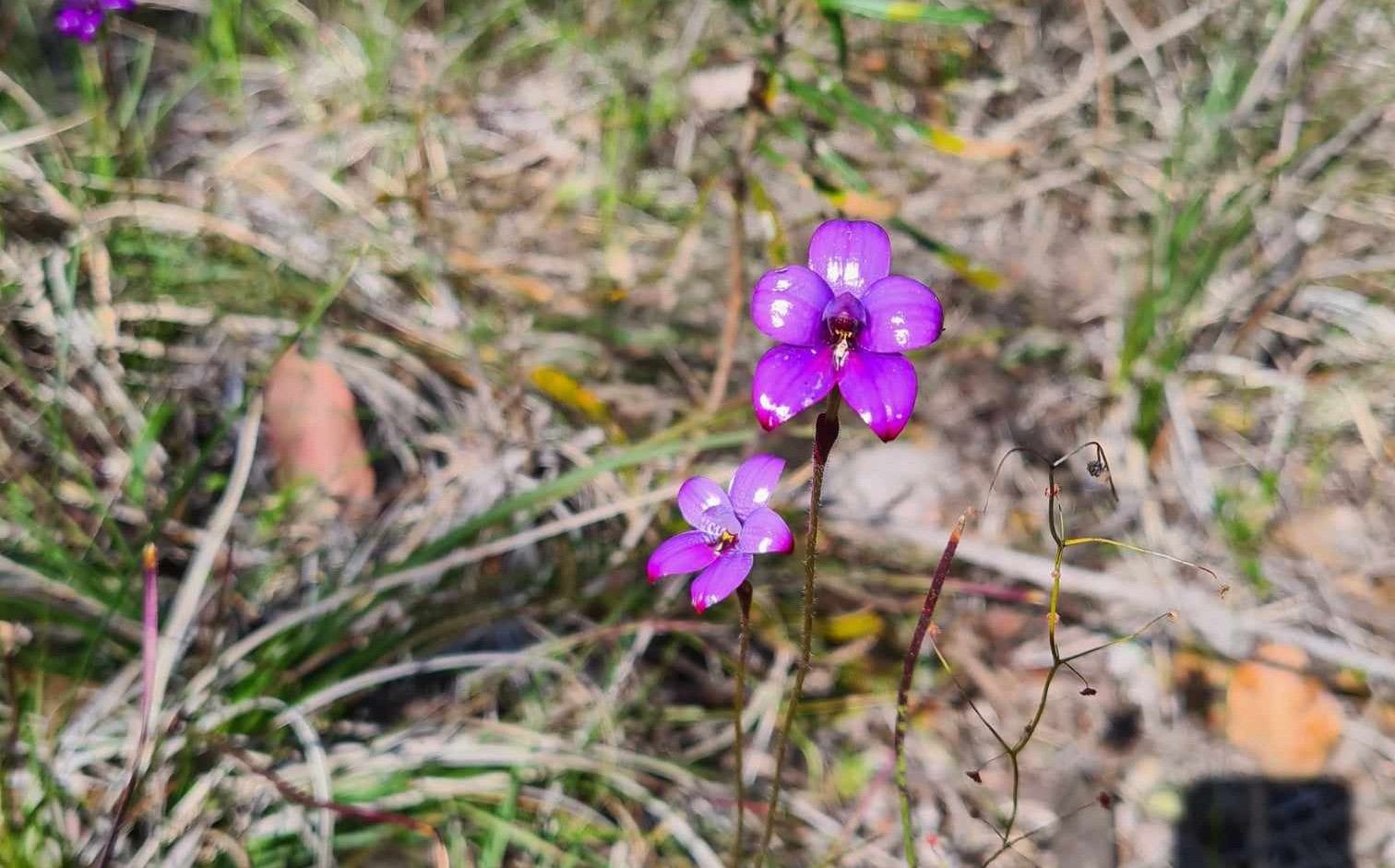 2 vibrant purple orchids on the forest floor.