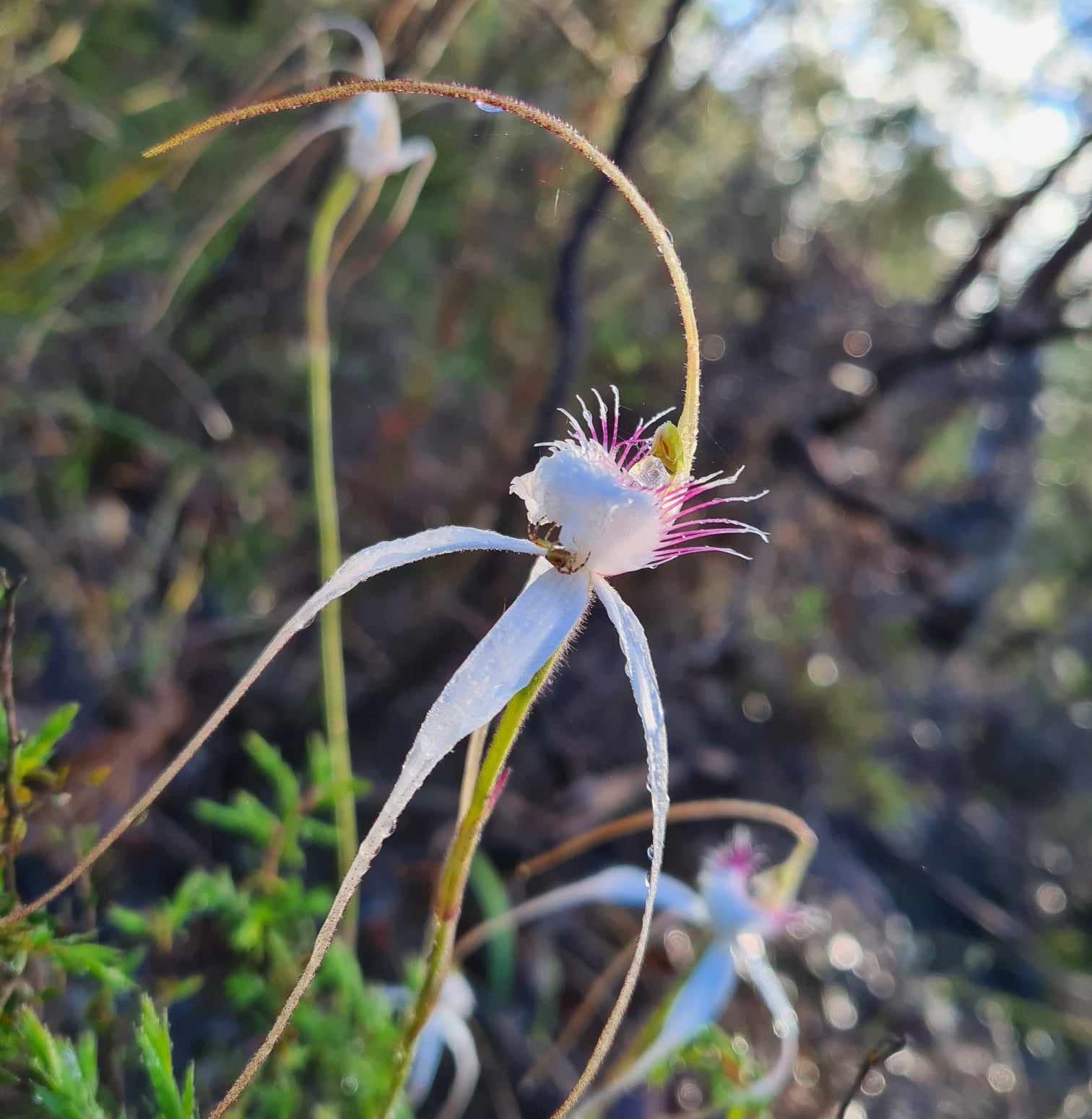 An image of an orchid in the bush